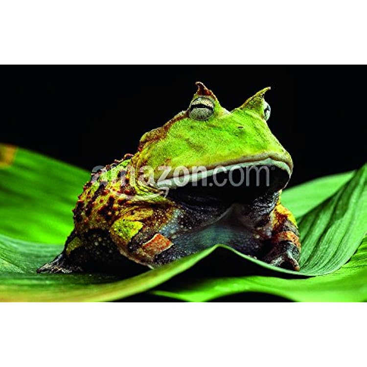 Pacman Frog or Toad, South American Horned Frogs Ceratophrys cornuta Tropical rain Forest Animal Living in The Amazon Rainforest of Brazil Suriname Kept as Exotic pet Animal Poster Print, 17 x 11